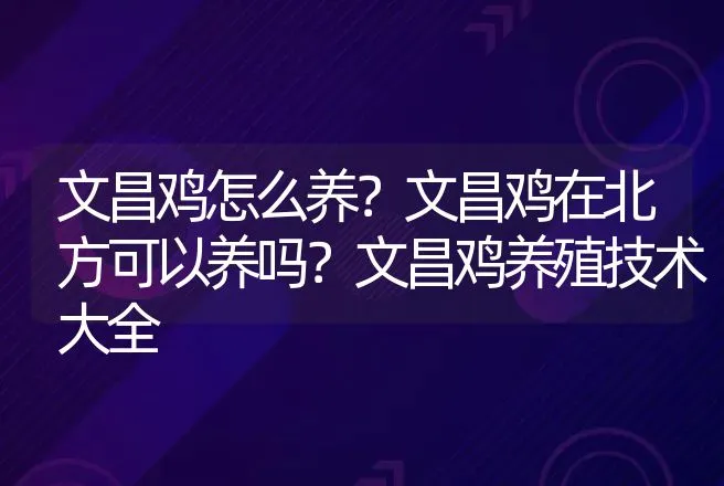 文昌鸡怎么养？文昌鸡在北方可以养吗？文昌鸡养殖技术大全 | 动物养殖