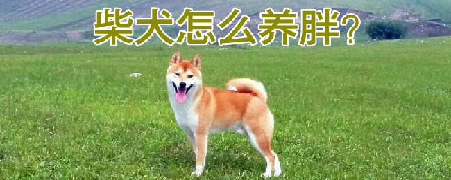 柴犬怎么养胖 | 宠物病虫害防治