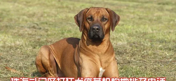 珠海斗门区打狂犬疫苗机构地址及电话 | 宠物政策法规