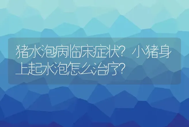 猪水泡病临床症状？小猪身上起水泡怎么治疗？ | 兽医知识大全