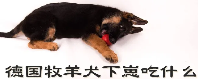 德国牧羊犬下崽吃什么 | 宠物病虫害防治