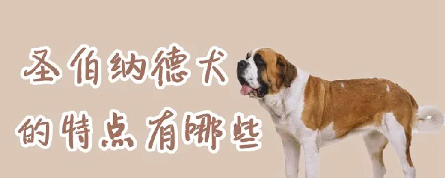 圣伯纳德犬的特点有哪些 | 养宠入门知识