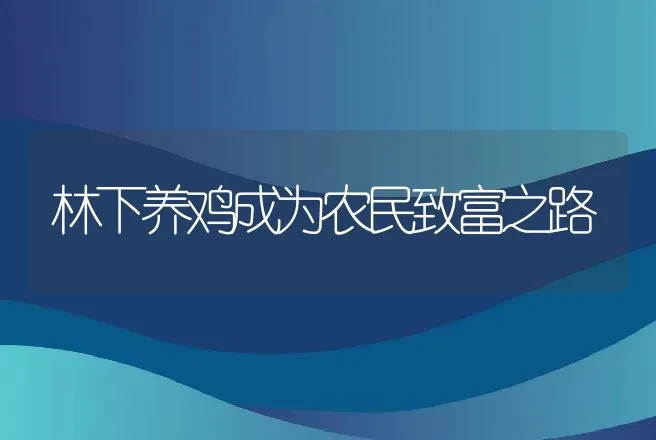 林下养鸡成为农民致富之路 | 养殖致富