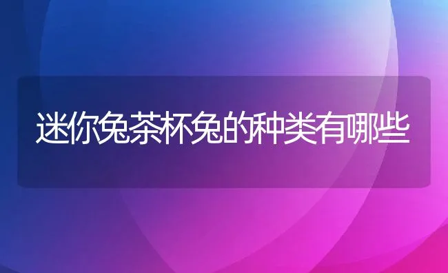 迷你兔茶杯兔的种类有哪些 | 宠物趣闻