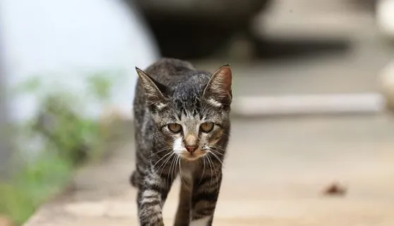 接受过“社会化训练”的猫咪更容易与人相处 | 宠物猫训练