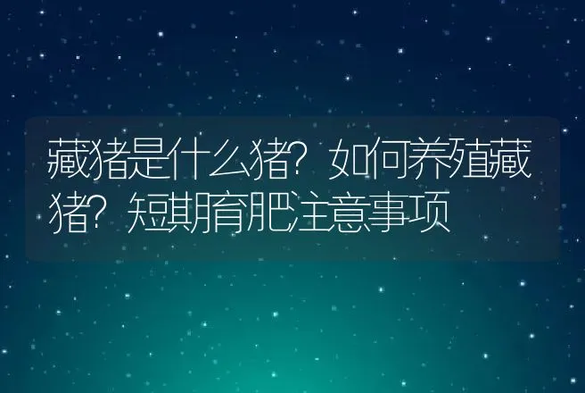 藏猪是什么猪？如何养殖藏猪？短期育肥注意事项 | 特种养殖