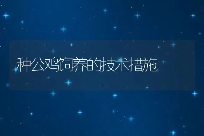 种公鸡饲养的技术措施 | 动物养殖