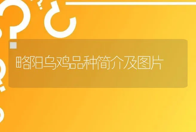 略阳乌鸡品种简介及图片 | 动物养殖