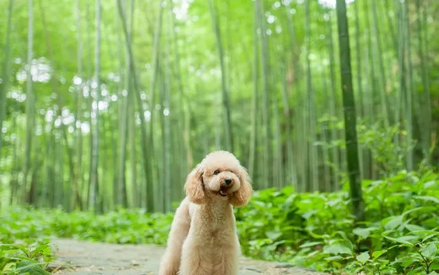 泰迪控专属|一组泰迪犬高清写真图片 | 宠物狗图片