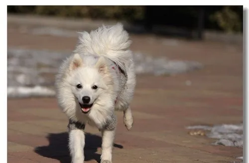 选购日本银狐犬须知 | 宠物狗选购技巧