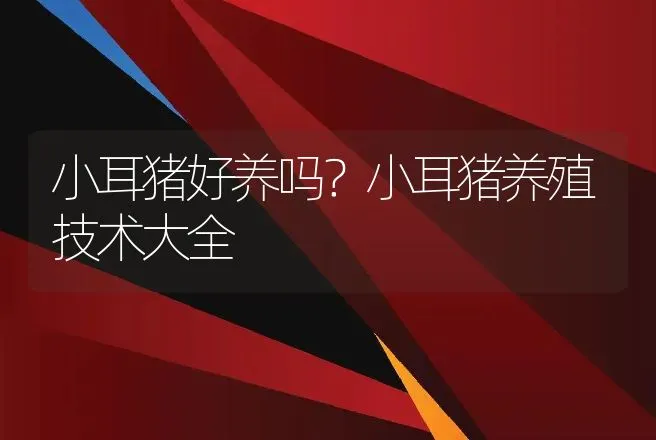 小耳猪好养吗？小耳猪养殖技术大全 | 家畜养殖