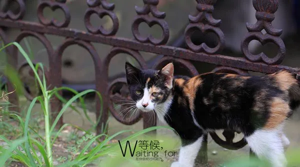 【猫猫图片】流浪猫的等待 | 宠物猫图片