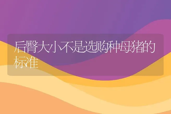 后臀大小不是选购种母猪的标准 | 动物养殖