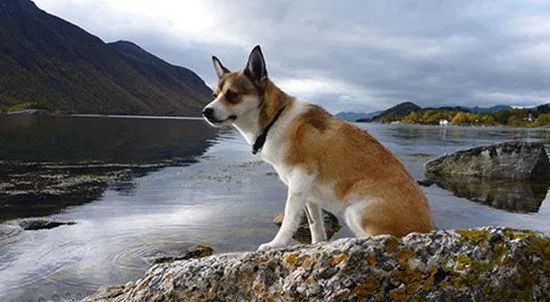 挪威伦德猎犬怎么养 挪威伦德猎犬饲养心得 | 宠物病虫害防治