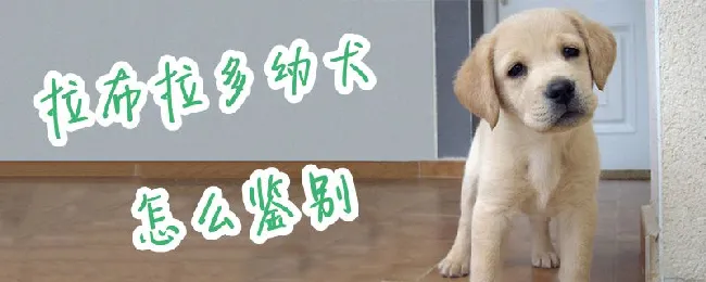 拉布拉多幼犬怎么鉴别 | 养宠入门知识