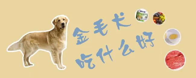 金毛犬吃什么好 | 宠物病虫害防治