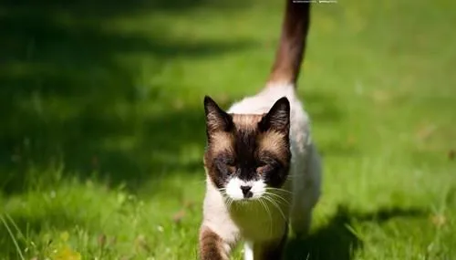 如何预防猫咪中暑 | 宠物喂养知识