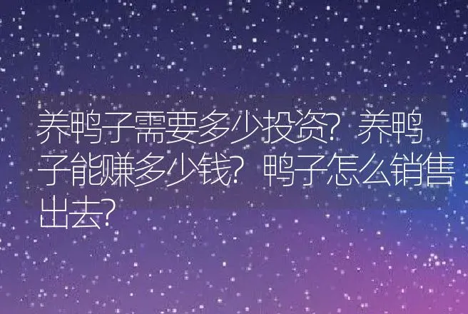 养鸭子需要多少投资?养鸭子能赚多少钱?鸭子怎么销售出去? | 家禽养殖