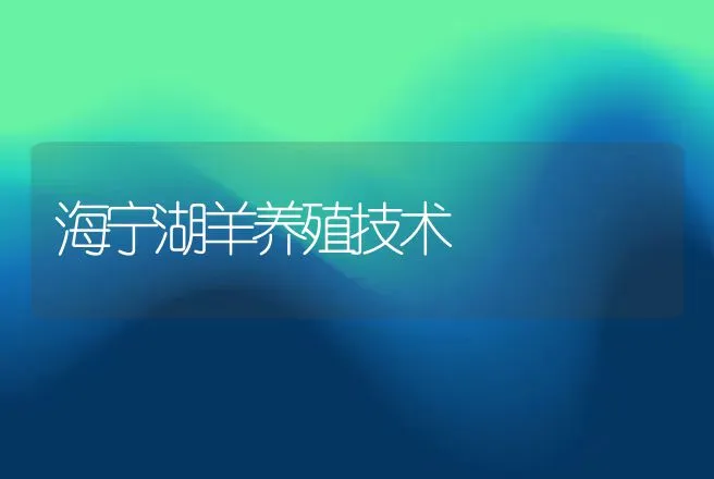 海宁湖羊养殖技术 | 家畜养殖