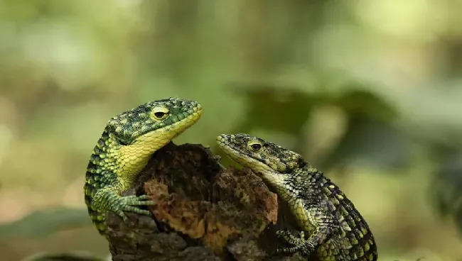 鳄蜥属的多样表型，其实是大自然选育的结果！ | 宠物百科知识