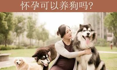 孕妇可以养宠物吗，孕期怎么避免感染弓形虫? | 宠物狗饲养