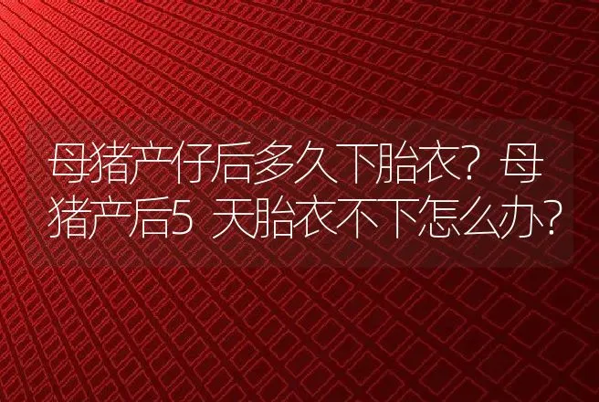 母猪产仔后多久下胎衣？母猪产后5天胎衣不下怎么办？ | 兽医知识大全