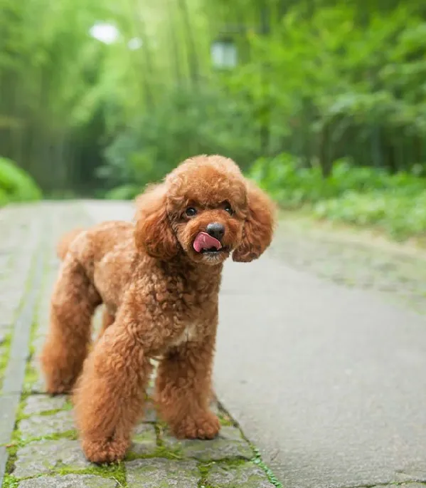 泰迪控专属|一组泰迪犬高清写真图片 | 宠物狗图片