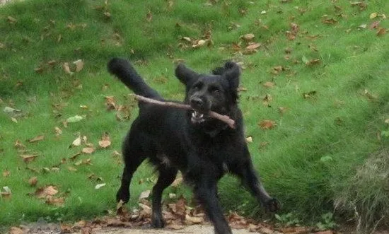 平毛寻回犬有蛔虫怎么办 平毛寻回猎犬蛔虫治疗方法 | 宠物病虫害防治