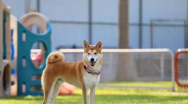 豆柴犬和柴犬区别 | 养宠入门知识