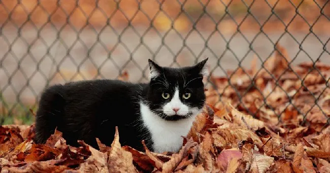 猫猫壁纸|沐浴阳光的喵星人 | 宠物猫图片