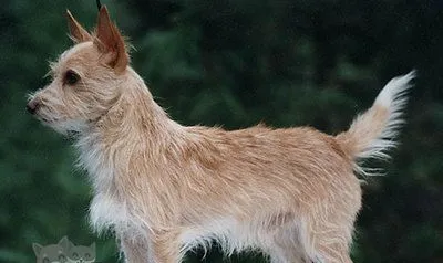 葡萄牙波登可犬不吃东西怎么办 | 宠物病虫害防治