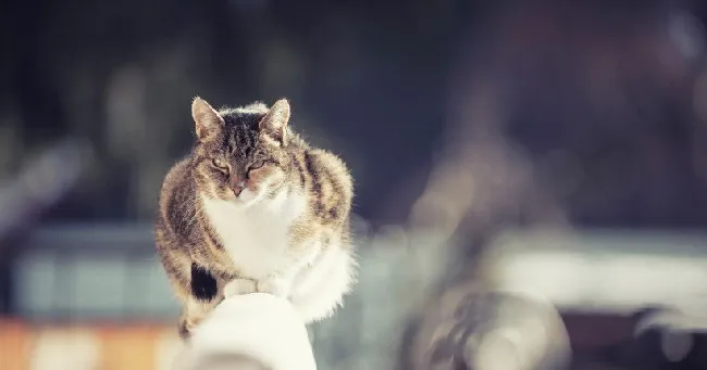 猫猫壁纸|沐浴阳光的喵星人 | 宠物猫图片