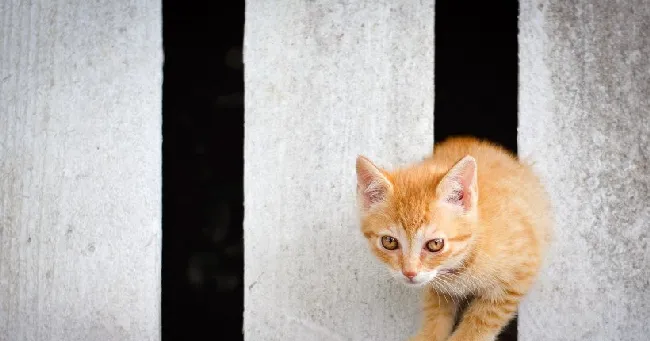 猫猫壁纸|沐浴阳光的喵星人 | 宠物猫图片