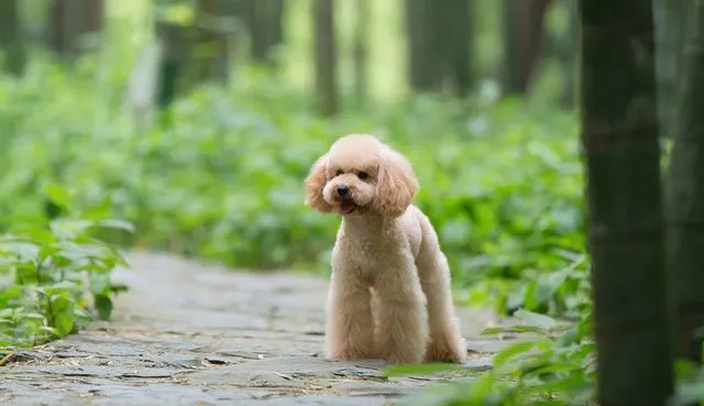 泰迪控专属|一组泰迪犬高清写真图片 | 宠物狗图片