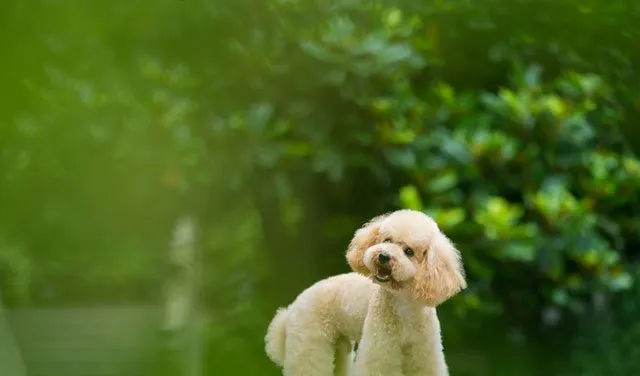 泰迪控专属|一组泰迪犬高清写真图片 | 宠物狗图片