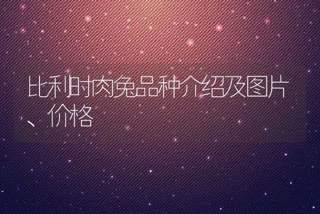 比利时肉兔品种介绍及图片、价格 | 家禽养殖