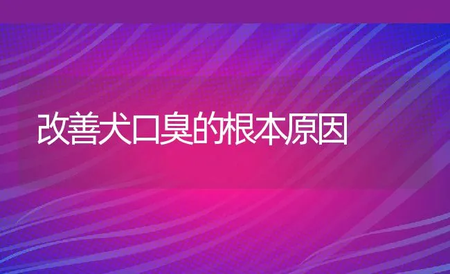 改善犬口臭的根本原因 | 宠物猫