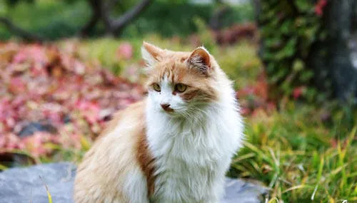 猫咪节日饮食需节制 | 宠物百科知识