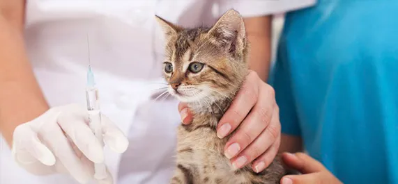 怎么给猫注射疫苗？ | 宠物猫病虫害防治