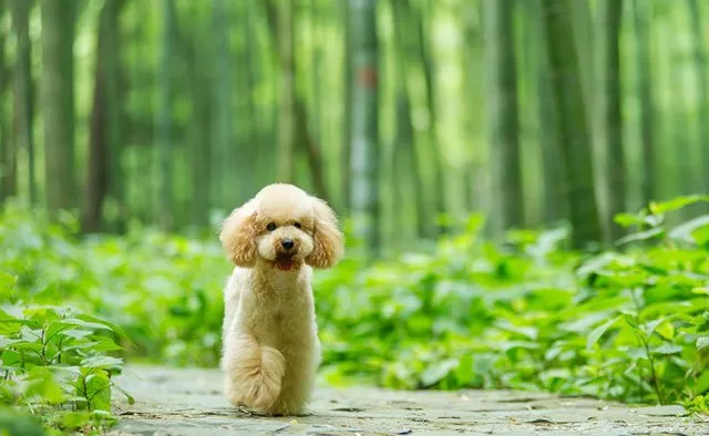 泰迪控专属|一组泰迪犬高清写真图片 | 宠物狗图片