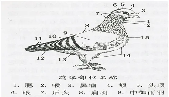 肉鸽鸽体部位精准剖析 | 鸽子养殖技术