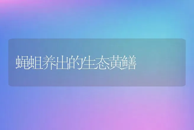 蝇蛆养出的生态黄鳝 | 动物养殖