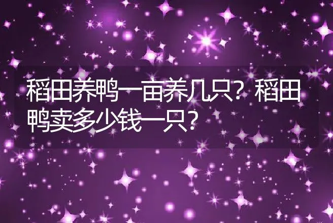 稻田养鸭一亩养几只？稻田鸭卖多少钱一只？ | 家禽养殖