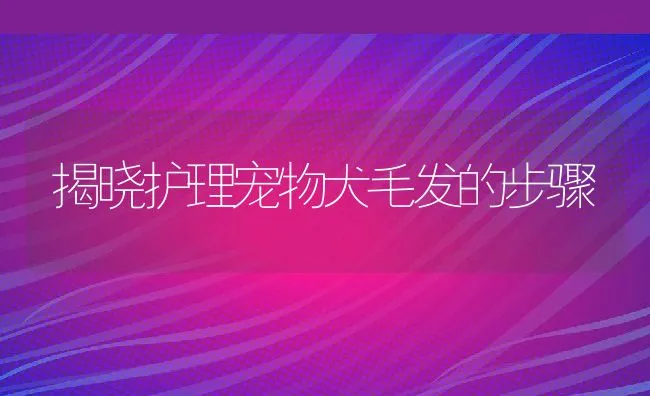 揭晓护理宠物犬毛发的步骤 | 宠物趣闻