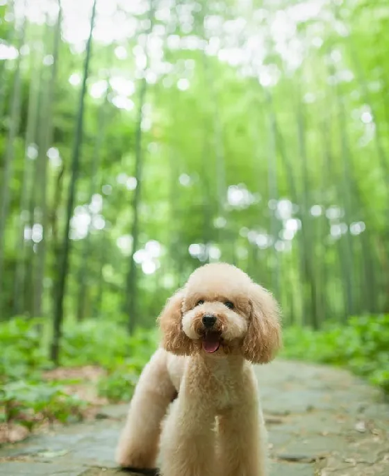 泰迪控专属|一组泰迪犬高清写真图片 | 宠物狗图片