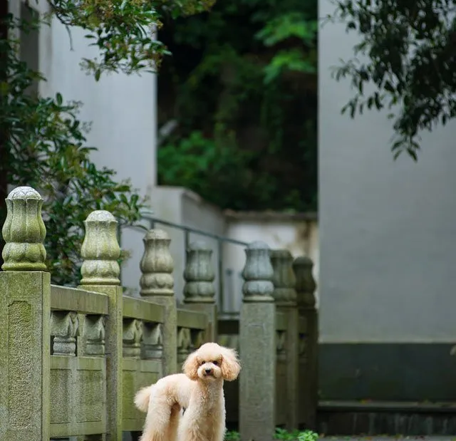 泰迪控专属|一组泰迪犬高清写真图片 | 宠物狗图片