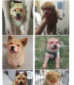 秋田犬真假该如何辨别？ | 宠物狗选购技巧