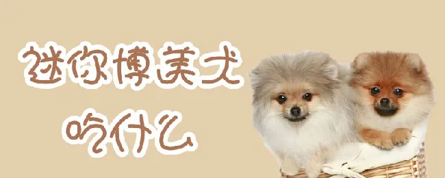 迷你博美犬吃什么 | 宠物病虫害防治