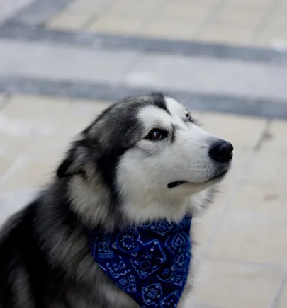 阿拉斯加雪橇犬训练 训练狗拿来带走物品 | 宠物训练技巧