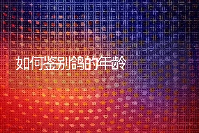 如何鉴别鸽的年龄 | 动物养殖